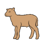 Carne de ovino