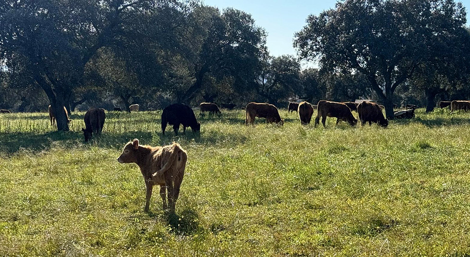 Una ganadería nacida de la ilusión y del amor por el campo