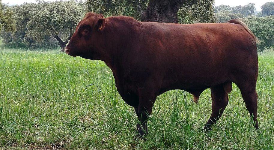 De los primeros animales a una ganadería con identidad