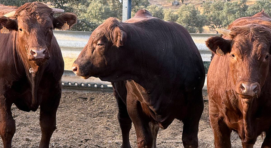 Manejo, selección y mejora constante